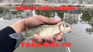 CÂU CÁ DIẾC MÙA XUÂN | CHÉP RÂU FISHING