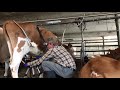 Milking a Guernsey cow with a Surge milker.