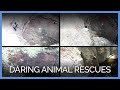 Video: These Daring Animal Rescues Will Brighten Your Day