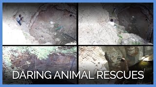 Video: These Daring Animal Rescues Will Brighten Your Day