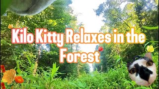 Kilo Kitty POV--Kilo Kitty has a boring, I mean, relaxing forest day