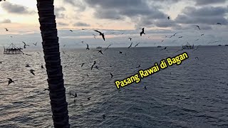 Pasang Rawai di bagan