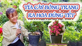 Hướng Dẫn Cách Tỉa Cây Bông Trang Ra Hoa Đúng Tết - Make Up Cho Cây Bông Trang Đón Tết