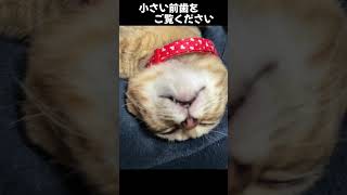 【保護子猫日記/子猫の、小さい前歯をご覧ください/ナナちゃん＆テンくん】#保護猫 #ねこ #猫のいる暮らし #ねこ動画 #猫 #仔猫 #子猫 #かわいい