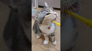 歯磨きを続けたら歯肉炎が治った猫　#shorts #cat #котенок