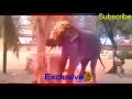 circus elephant suddenly desperate what was horrible desperate elephant 2015