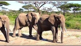 Circus elephant suddenly desperate , What was horrible desperate elephant 2015