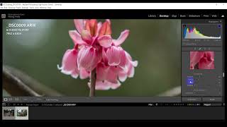 Lightroom Classic 基本 相片 處理流程 及 修圖 、 執相 教學 (廣東話)