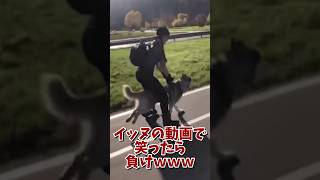 イッヌさんの動画見てニヤけたら負けwww #犬  #犬のいる暮らし #ペット #かわいい #癒し #2ch動物スレ#猫 #イッヌ