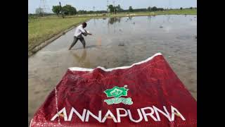 paddy#farmer #new #vnr #annapurna #bumper yields