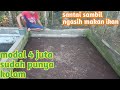 BUDIDAYA IKAN LELE KOLAM BELAKANG RUMAH