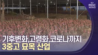 [대구MBC뉴스] 기후변화, 코로나까지…묘목산업에도 타격