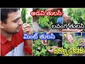 6 types of Basil plants in my garden, మన తోటలో 6 రకాల తులసిలు #basil #gardening #tomato