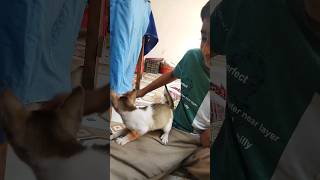 বিড়ালের প্রেমে পাগল আয়ান বাবা। #shorts #vlog #youtubeshorts #shortsfeed #cat #ayaan #viral #catlover