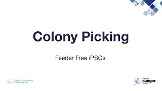 Colony Picking of Feeder Free iPSCs