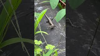 Gold Skink Lizard in Pacific Emoia caeruleocauda