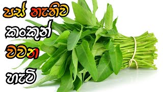 කංකුන් හයිඩ්‍රොපොනික් තාක්ෂණයෙන් වවමු / how to grow kankun / කංකුන් වගාව / kankun wagawa