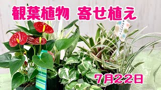 上から観葉植物の寄せ植えアンスリウムとスパティフィラム