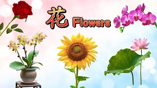 Flowers 41 🌻🌼🌷Names in English and Chinese常见花卉名称（中英文)|中文加油站GG|Chineseclass365 【4K高清】