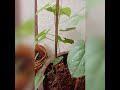 Hyacinth beans growth /hyacinth beans/lablab beans