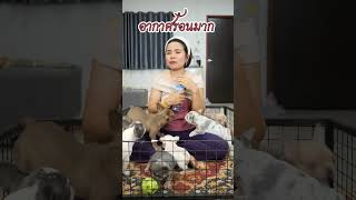 อากาศร้อนมาก  #มาอุดมสไตล์  #มาอุดมฟาร์ม  #pets #frenchie  #เฟร้นบลูด็อก