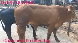 27/1  Tài ba tri báo giá lô bò bao ship kem và bbb_chăn nuôi bò miền tây