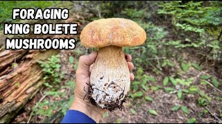 I found King Bolete MUSHROOMS in the Cascade Mountains!