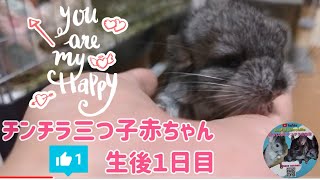 さおりんチンチラ三つ子生後１日目公開