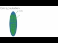 Java Object Oriented Concepts - Encapsulation