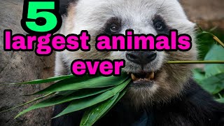 TOP  BIGGEST ANIMALS IN THE WORLD