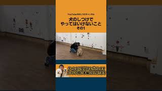 犬のいたずらは、後から叱ってはいけません！  #Shorts