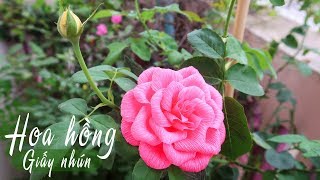 Hướng dẫn làm hoa hồng cực xinh từ giấy nhún | Hội Khéo Tay