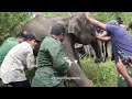 humanity elephant suffering from abscess in the leg carefully treated u0026 given the life again