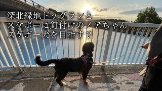 【バーニーズマウンテンドッグ】深北緑地ドッグランで遊ぼう！スケボー犬になる？😁【深北緑地】【スケボー】