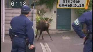 札幌にシシ神さまが・・・