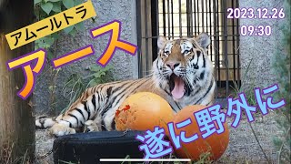 おにぎり🍙アース🐅遂に野外へ😃【頑張ったね💕】#のんほいパーク #豊橋動物園 #トラ #アムールトラ #アース  #おにぎり #浜松市動物園