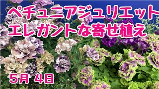 パープル系エレガントな寄せ植え　#プランツギャザリング