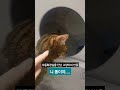 고양이 자동 화장실 사용해 보니 정말 좋네요 shorts 고양리자동화장실 비싸지만만족 catvideo