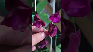 Чина душистая (Lathyrus odoratus).💐 #flowerworld #цветы #flowers