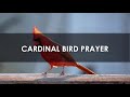 what does it mean when god sends cardinals cardinal spirit animal