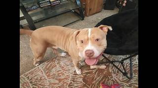 CHOMPY UPDATE AND ASSISTANCE REQUESTED-trying to find a specific foster