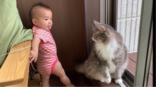 あっかんべーされる猫 ノルウェージャンフォレストキャット Cat to be Beh!