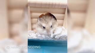 Hamsterdingding．老公公鼠很想睡．倉鼠．小露寶．小路寶．老公公鼠