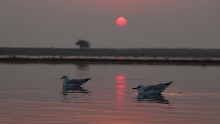 Bhigwan Bird Sanctuary Vlog | Bird Watching Pune 2019 | Flamingos