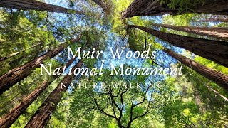 4K Walks - Relaxing walking at Muir Woods National Monument, CA