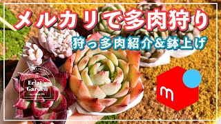 【NO.64】【多肉植物】春まで待てず、実生家の交配苗初購入！誰の交配種かな？