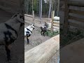 watch terminator and olivia goat meeting for the first time volume up.