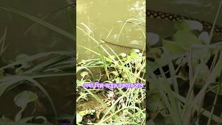 🪱🪱দেখা মিল্ল অদ্ভুত রকমের সাপ🐍🐍#shortvideo #status #short