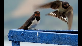 1839. Vlaštovka obecná, Barn swallow, Rauchschwalbe, Boerenzwaluw, Hirondelle rustique, Dymówka