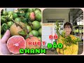 Cây Chanh đào ruột đỏ | 0386569374 - Ngọc Ngân Bến Tre | Chuyên cây độc lạ